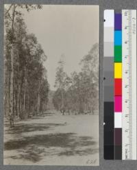 Bixby Ranch, Orange County, July 1919. Roadway between Eucalyptus corynocalyx on left and Eucalyptus tereticornis on right. Spacing of sugar gums 6 x 6; grey gums 6 x 8. Trees 12 years old