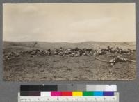 Result of wintering sheep in the open in the Missouri River valley, near Lismas, Montana. About 500 animals frozen during a blizzard, Winter of 1917-18. T.25 N. R.41, E.P.M. Sec. 29. (Shattuck's negative.)