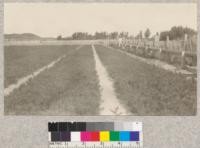 A bed of 2-1 Jack pines at the Bessey Nursery ready for planting in spring of 1924. The beds are 6 ft. wide, rows 6" apart and trees 1 1/2" apart in the row. Note the galvanized trough at the right into which irrigation water is pumped by a gasoline engine from the adjacent river. Flood irrigation is used, the water being taken from the trough to the beds in a big canvas hose 8" in diameter treated with linseed oil to preserve from rotting