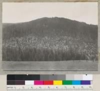 Redwood Region. Cut-over land in Atwood Creek near Scotia, California. Logged 1928 (?) by E. J. Dodge Company. Dark spots are sprout clumps. Land is grazed. 4-7-39. E.F