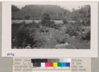 Treehaven Platation near Calistoga. January 5, 1950. Trees on the flat N of the vineyard planting showing trees of 1941 or 1942 planting and regrowing trees which were cut 1948 or 1949. Metcalf