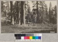 Old and new Western Yellow Pines near Pino Grande, El Dorado County. The company is making a real effort to save groups of young advance growth like this during logging and to protect them from fire afterwards. Metcalf, 1925