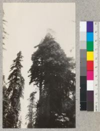 Redwood Region. Companion picture to #4824 and #4825. The tree to L. is pictured in #4825. The tree to the R. has a top shaped thus: Viewed from north. E. Fritz, June 1929