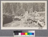 Cutting up a 12-ft. Big Tree at mill near Whitaker's Forest, July, 1921. Place called Sierra Vista. Lots sold here for summer sites. Later site of Wortman's Mill