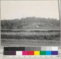 Redwood Region. Timberland converted into grazing land. Mad River Highway just east of Redwood Highway overpass north of Arcata, California. Looking southward. Horizontal black line denotes water supply (Eureka) pipe line. 1-9-42. E.F