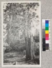 Yellow Pine in old stump. Yellow pine about 40' high, stump about 10' high. Tissot