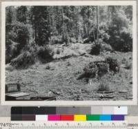 Redwood Region. Camp Grant unit. Hammond Lumber Company near McCann. Selectively cut about 4 years before, opening is well covered with Douglas Fir and redwood seedlings. Across truck road is a 20'' tanoak, flat topped, and bark blazed. 4-28-50. E. F