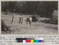 Civilian Conservation Corps workers bringing in manzanita and oak kitchen wood from the red-hill burn. Charles Crose, caretaker, and Bill Haas, foreman, watch the operation. Whitaker's Forest. November 1934. W. Metcalf