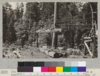 Two members of Camp Califorest 1926 riding on a package of lumber on the 5 mile lumber tramway of the Spanish Peak Lumber Company near Camp Califorest, on the way to the yards at Gray's Flat. July, 1926