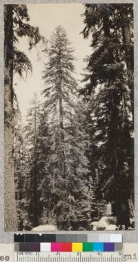 Tree of red fir (Abies magnifica), 8000 ft. elev. near Buck Rock, Sequoia National Forest