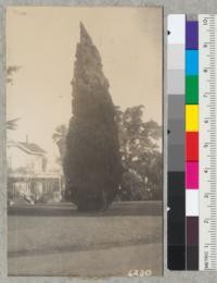 A fine specimen of Italian Cypress (Cupressus sempervirens) at the old West place near Stockton. A perfect specimen of this species, 68 ft. tall and probably 60 years old. The diameter at breast height measurement can not be taken because of branches. December 5, 1938. Metcalf