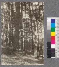 Secondgrowth Redwood Yield Study. Seaview - plot #1 - a 60 year old stand of pure Douglas fir. 75 thousand board feet per acre. Oct. 1922