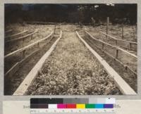 Redwood trees from seed planted February 28, 1923. Photo September 28, 1923