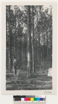 State Forester Coulter of Florida and a plantation of slash pine 22 years old, near Tallahassee. It has been thinned once for pulpwood and tapped for turpentine for 4 years. February 1952. Metcalf