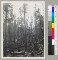 Redwood Region. Selective logging of Hammond Lumber Company, Van Duzen River, south of Company's Cummings Creek Camp. "Blackie" Freeman, foreman. Yarding almost completed. Trees left vary from 12" up to 36" diameter at breast height, mostly redwood. August 31, 1948. E. F