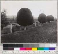 Monterey Cypress. Pruned to ball-shaped crowns. At Thatcher's Eel River Camp, near Alton, California, on Redwood Highway. See also #7022. 3-8-42 E.F