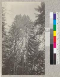 Big River, Mendocino County, California. Redwood Second Growth Cutting Experiment plot. Part of a group after several trees had been removed. Showing character of trunks, branching and crowns. #2127 and 2128 are companions. March 1923, E. Fritz