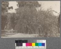 Row of Salix fragilis pendula. Three years old from cuttings. Showing influence of root competition for moisture. Tallest tree 50 ft, smallest 10 ft. Chico Forestry Station. Sept 1920