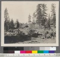 Brush piling on Sierra Nevada Wood and Lumber Company Sale, Tahoe National Forest