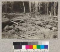 Big River Cutting Plot. General view from top of #64, looking north. Sept. 1923