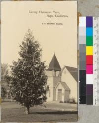 Algerian Fir - (Abies numidica) presented to the city of Napa by Napa Grange (Patrons of Husbandry #307) in April 1922. It was grown at the California Nursery Company, Niles. In March 1939 it was 15.4 inches diameter at breast height and about 30 feet tall. The picture was taken about 1930. It has been cared for by members of the Napa Fire Department as the fire hall is just across the street