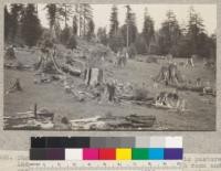 Showing an effort to convert cut-over land to pasture land. The large redwood stumps take up much room and persist in sprouting. "West End"-Warren Creek, above Mad River Highway. Humboldt County, California. May 1921