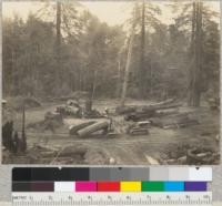 Redwood Region. An unusually good landing. Holmes Eureka Lumber Company's Boy Scout tract operation, opposite Carlotta. Logs brought to landing by tractor. 7-8-36. E.F