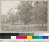 Santa Monica Station. Plot B. Trees left to right - Juglans nigra, Acacia arabica, Ceratonia siliqua with blue gum coming up through it, Prunus ilicifolia. March 1920