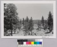 Coulter and Jeffrey pines with black oaks near Keen Camp Summit - State Highway 74. San Jacinto Mountains. June 1953. Metcalf