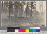 The brush which is more or less dense under the virgin forest becomes a serious problem after logging. Its density often prevents reproduction. McCloud, California. D.T. Mason