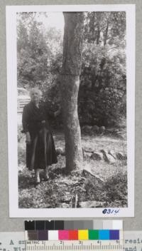 A small cork oak tree at the residence of Mrs. Winfield B. Metcalf, 1640 Grand Avenue, Santa Barbara, is on rocky oil and has not been irrigated very much. It could be stripped with difficulty, the cork was thin and the 5.25' of stem yielded only 16 pounds of cork. It has rarely borne acorns. 1942. Metcalf