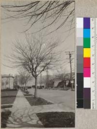 Elm tree before pruning. In front of 928 Fresno Ave., Berkeley. Photo in Spring 1928. About 18-20 years old. Previous to 1928 the trees on this street had been "pollarded". Beginning in 1928 the new park superintendent started (1927 elsewhere in the city) a different method of pruning giving the trees a chance to develop more naturally. #4026 to 4031 are the same tree. E. Fritz. 1928