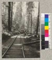 Incline showing sheer log and side spool at turn on incline Madera Sugar Pine Company