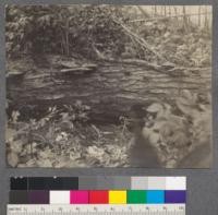 Fomes applanatus on Red Pine log. Douglas Lake, Michigan. August, 1909