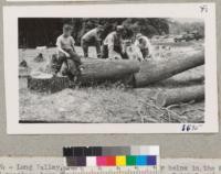 Bucking off at 3 ft. cut from a valley oak in Long Valley, Lake County. Metcalf. June 1953