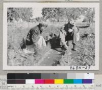 Mr. & Mrs. H. A. Nielsen with seedbed of Christmas trees. Bonny Doon, Santa Cruz County. Metcalf. Dec. 1952