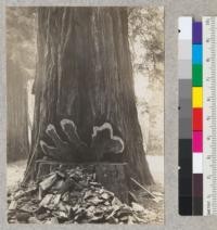 Tree #1510. Felled April 11, 1934 in Richardson Grove because it was deemed defective and unsafe. Showing heavily fluted trunk. April 1934, E.F