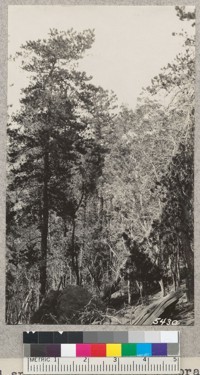 Good specimens of Pinus remorata on ridge at Santa Cruz Island. W. Metcalf - June 1931