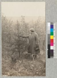 A five year old Table Mountain Pine (P. pungens) with cone and false whorl of branches in White Ash plantation (1908) on Mont Alto State Forest, Pa. Red pine in left foreground was interplanted in 1922 as 2-2 stock. Does not do well with the white ash. May, 1924