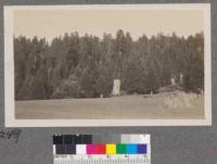 View of Whitaker's Forest east of the clearing showing high stumps of old cutting. Veteran bigtrees in background and reproduction of sequoia, incense cedar and white fir