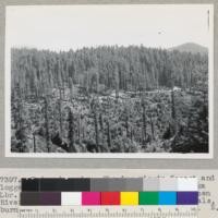 Redwood Region. Showing virgin forest and logged-off land cut about 1940. Holmes Eureka Lumber Company Camp Bemis, Grizzly Creek off Van Duzen River, Humboldt County, California. Note few residuals, burned and reduced to fire columns. 8-31-47. E.F