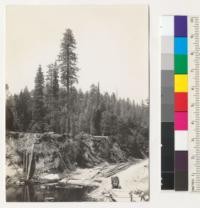 Redwood. On sawmill flat opposite Piercy, Humboldt County, California. A lone tree left by early loggers (1903) about 65" diameter at breast height. Surrounding area had grown up to young redwoods cut in 1941. On bluff above South Fork Eel River, just below confluence of Indian Creek. View from south. For close-up see #6973 A-B. 7-29-41. E.F