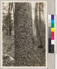 Larix laricina. Itasca Park, Minnesota