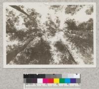 Crowns of the U.C. Eucalyptus grove (E. globulus), Fall, 1920. Eucalyptus globulus, planted 1885