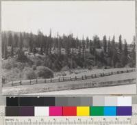 Redwood Region. Cutover land converted into grazing land. Some reserve trees left. Good stand of grass. On Navarro River road, opposite Reilly Heights Gueset Ranch west of Philo, California. 3-26-42. E.F