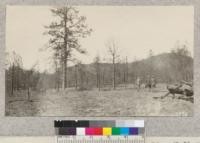 Jeffrey Pine young growth in Pine Valley, San Diego County, destroyed by fire of August, 1925. Some experimental planting of yellow pine is being done here. Metcalf. February, 1926