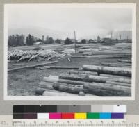 Douglas fir region. A pole yard at Sutherlin, Oregon. Piling and poles. Sept. 15, 1945. E. F