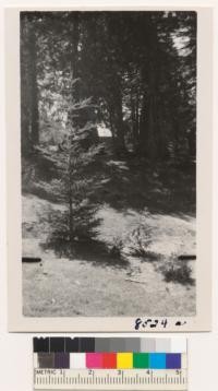 Douglas fir tree planted 1941 near Whitaker's Forest pool by R. Waltz has grown rapidly in height, but lower branches are too short to make a good Christmas tree. Small tree at the right is a Port Orford Cedar about three years from planting. Roof of Clover Cabin in background. June 1950. Metcalf