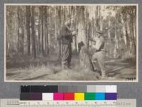 Hansen and Hall making silvicultural studies in the Del Monte Forest