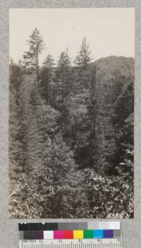 View of Douglas fir and chaparral covered slopes of Ritchie Creek, Napa County